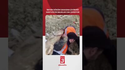 Kanal 3Paz, Aralık 14, 2025 2:40pmURL:Embed:(İSTANBUL) Arnavutköy’de bulunan Bolluca Mavi