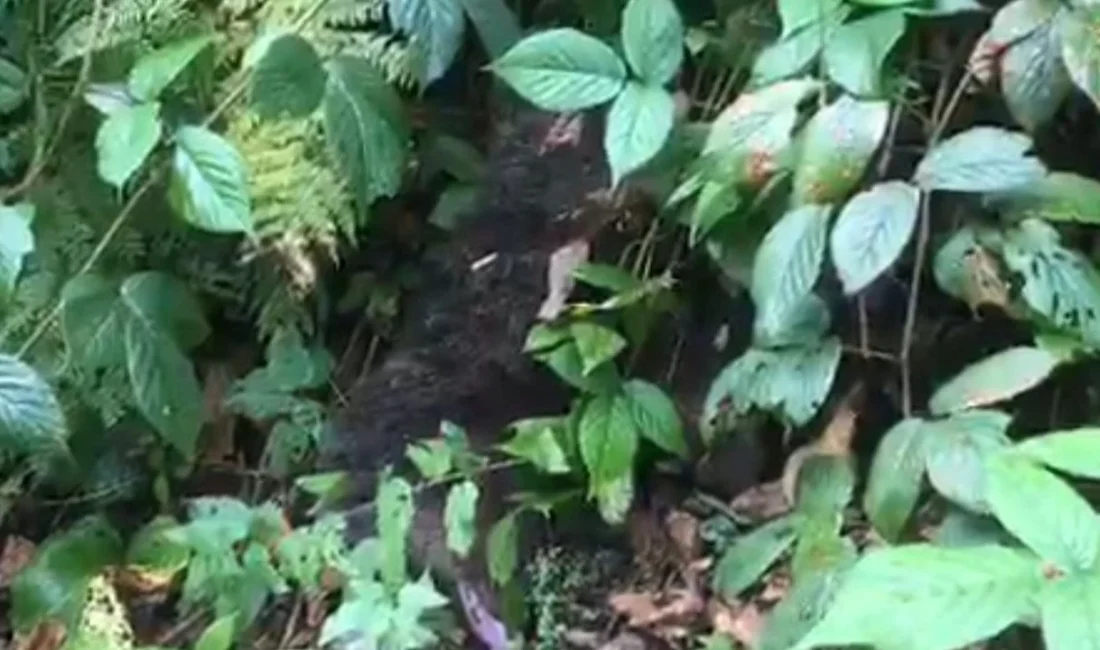 Rize’nin Çamlıhemşin ilçesinde Ayder Yaylası’nda bir ağaca tırmandıktan sonra inemeyen