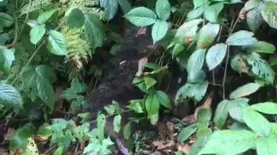 Rize’nin Çamlıhemşin ilçesinde Ayder Yaylası’nda bir ağaca tırmandıktan sonra inemeyen