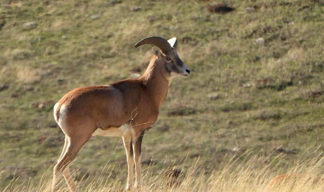 Türkiye’de sadece belirli bölgelerde yaşayan, dünyada başka hiçbir yerde bulunmayan