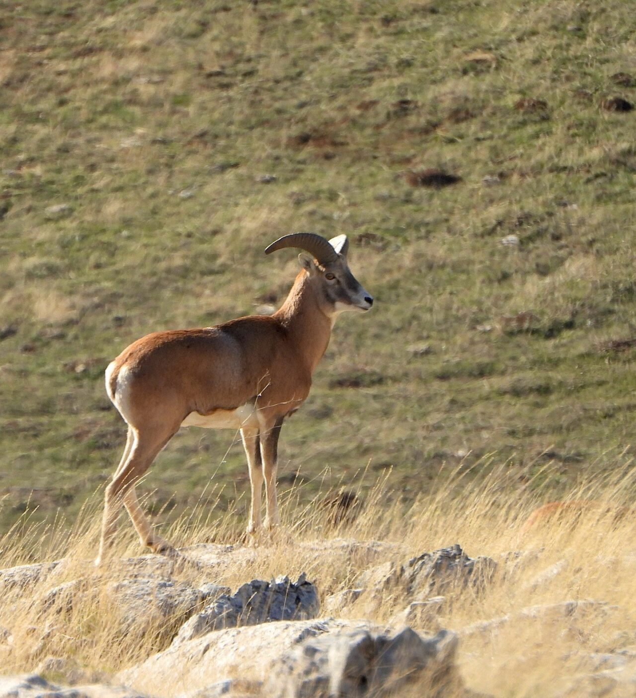 Türkiye’de sadece belirli bölgelerde yaşayan, dünyada başka hiçbir yerde bulunmayan