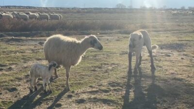Erzincan’ın Günebakan köyünde, yeni doğum yapmış bir anne koyunun, kuzusunu