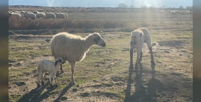 Erzincan’ın Günebakan köyünde, yeni doğum yapmış bir anne koyunun, kuzusunu