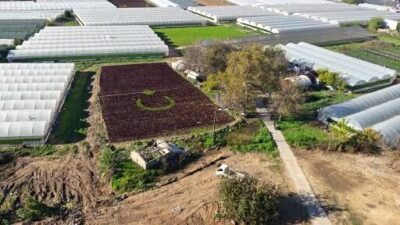 Antalya'nın Muratpaşa ilçesinde iki üretici, yaklaşık bir buçuk dönümlük tarlaya
