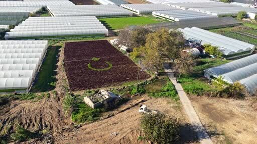 Antalya'nın Muratpaşa ilçesinde iki üretici, yaklaşık bir buçuk dönümlük tarlaya