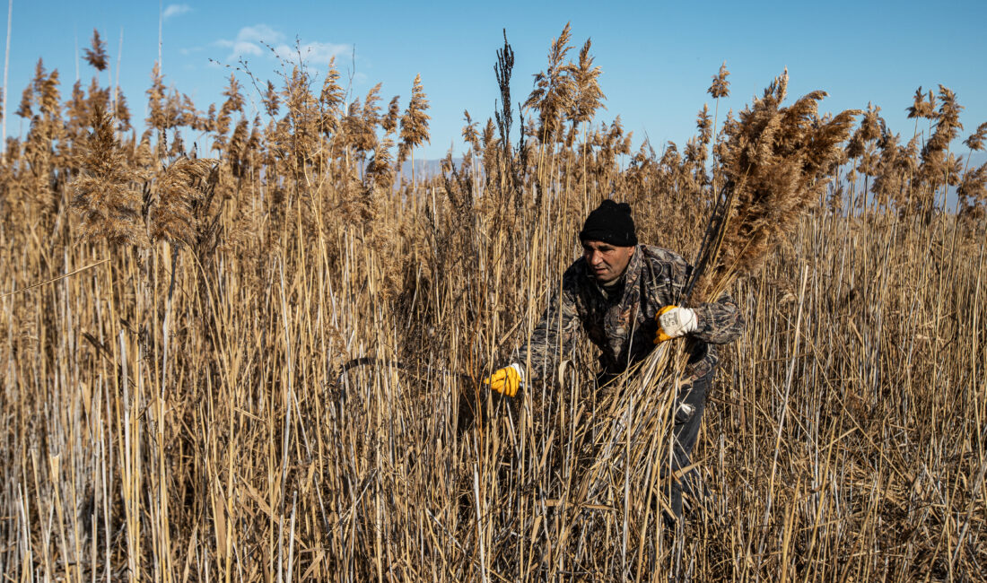 Afyonkarahisar’ın Bolvadin ilçesi sınırlarında yer alan Eber Gölü havzasında kamış