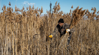 Afyonkarahisar’ın Bolvadin ilçesi sınırlarında yer alan Eber Gölü havzasında kamış