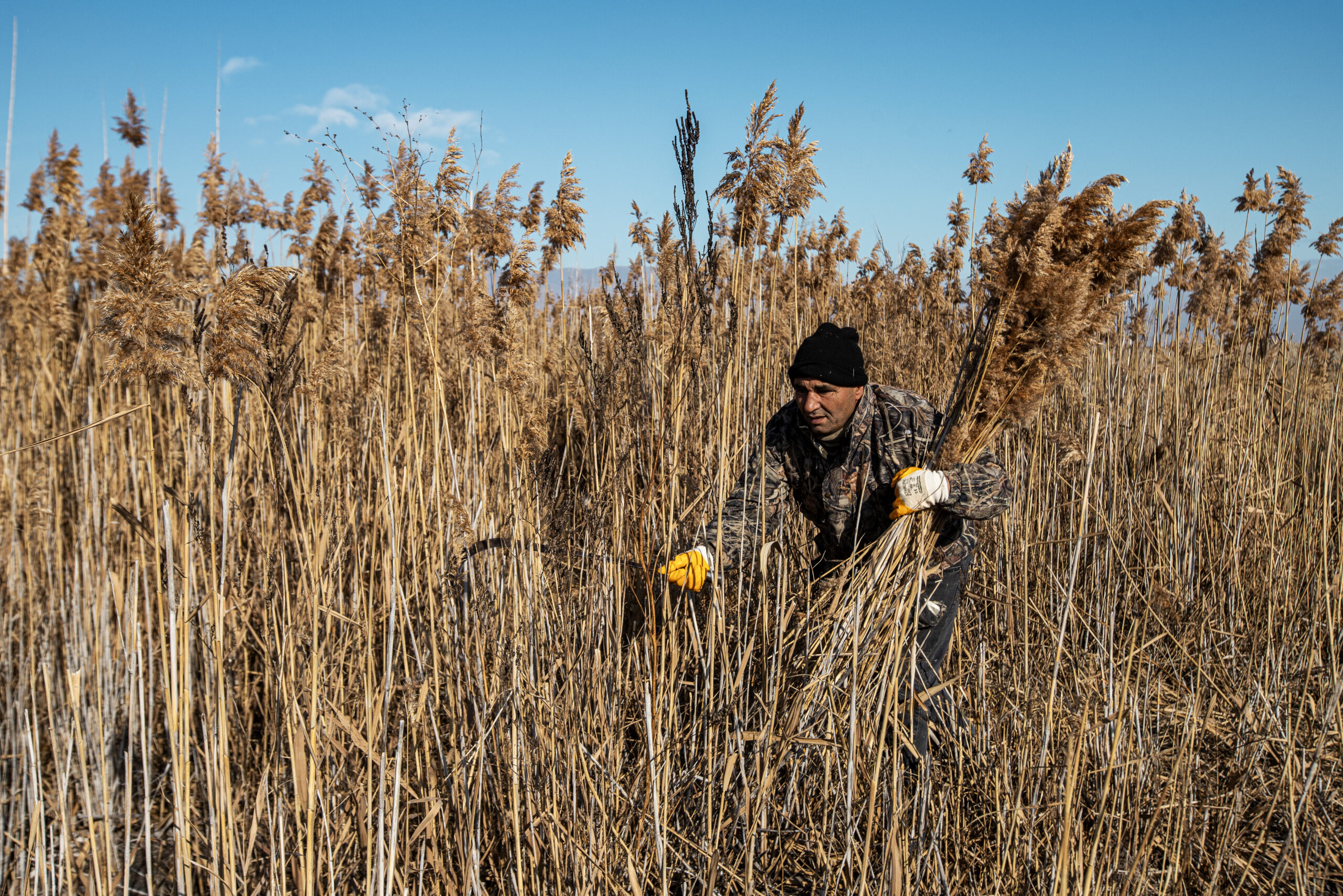 Afyonkarahisar’ın Bolvadin ilçesi sınırlarında yer alan Eber Gölü havzasında kamış
