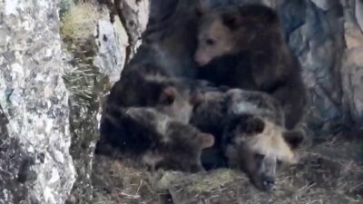 Erzurum’un İspir ilçesinde kış uykusuna hazırlanan ayı ailesi cep telefonu