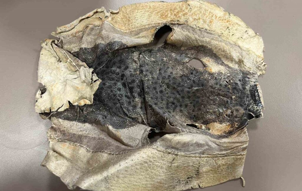 Zehirli balığın derisinden telefon kılıfı, çanta ve cüzdan gibi aksesuarlar