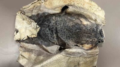 Zehirli balığın derisinden telefon kılıfı, çanta ve cüzdan gibi aksesuarlar