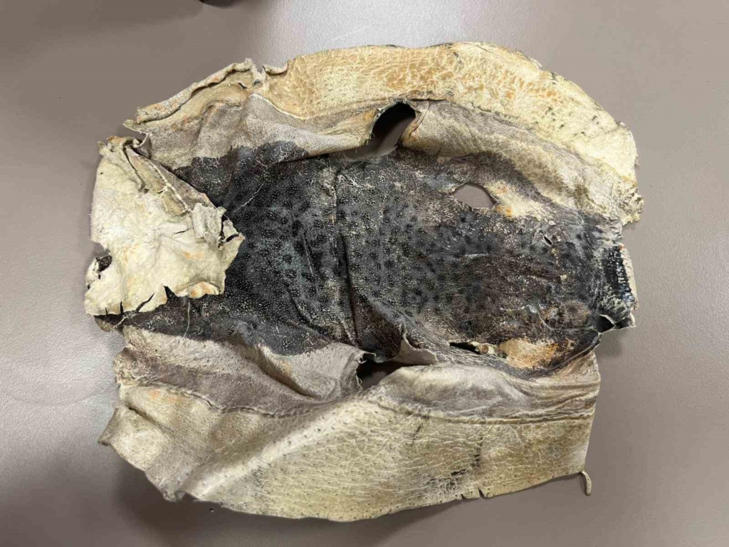 Zehirli balığın derisinden telefon kılıfı, çanta ve cüzdan gibi aksesuarlar