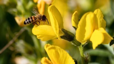 Doğa Koruma ve Milli Parklar Afyonkarahisar 5. Bölge Müdürlüğünden yapılan