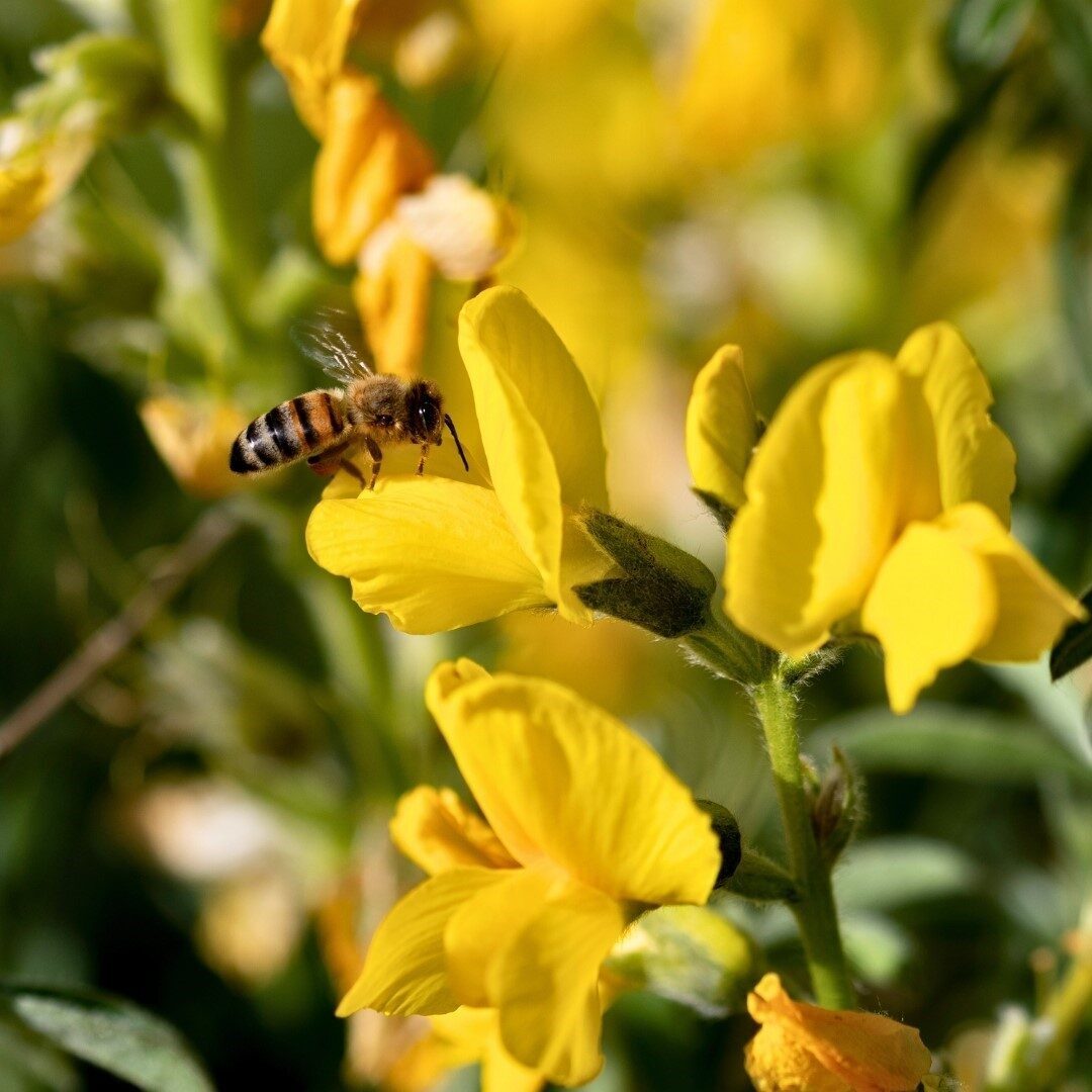 Doğa Koruma ve Milli Parklar Afyonkarahisar 5. Bölge Müdürlüğünden yapılan
