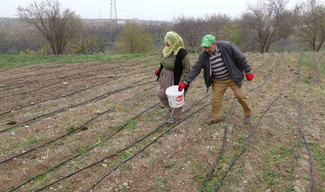 Malatya’da safran üretimi yapan Muzaffer Akçin, safranın gramını 600 TL,