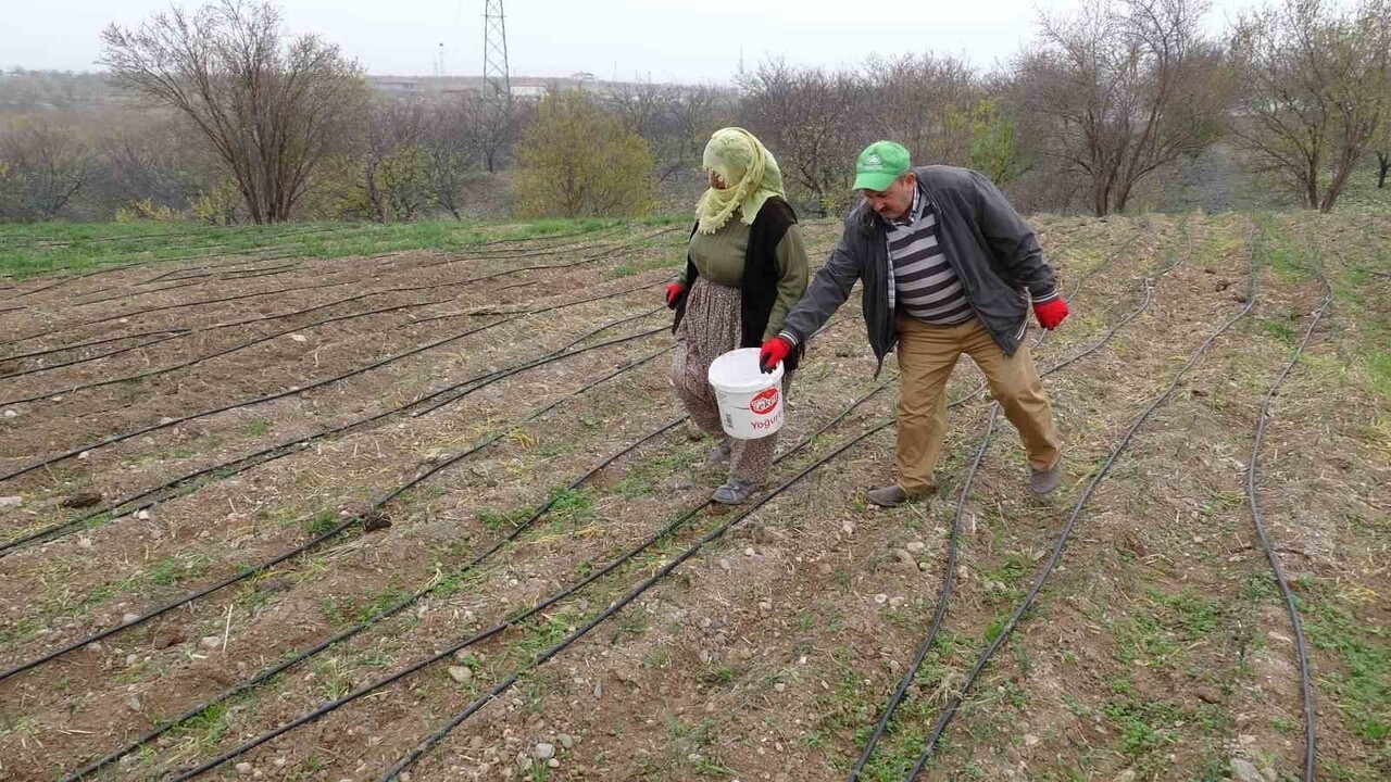 Malatya’da safran üretimi yapan Muzaffer Akçin, safranın gramını 600 TL,