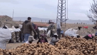 Patatesin satış fiyatı üreticilerin yüzünü güldürdü