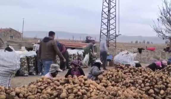 Patatesin satış fiyatı üreticilerin yüzünü güldürdü