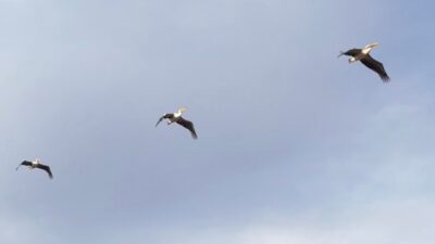 Bolvadin ilçesinde güneye uçarken görüntülenen pelikan sürüsü şaşırttı.