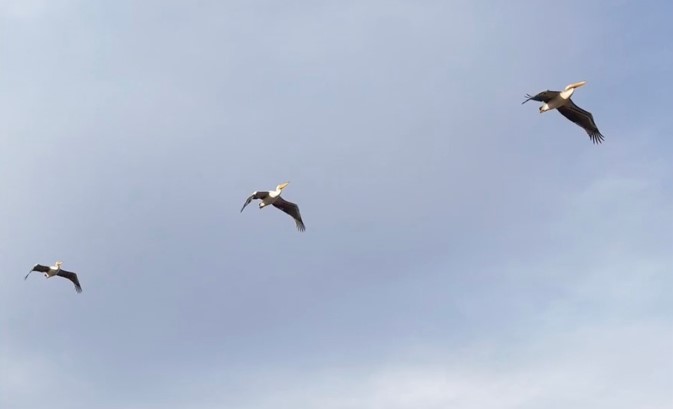 Bolvadin ilçesinde güneye uçarken görüntülenen pelikan sürüsü şaşırttı.