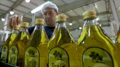 Tariş Zeytin ve Zeytinyağı Birliği, 2025-2026 sezonu için zeytinyağı alım