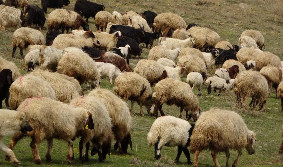 İngiliz yayın kuruluşu BBC, Yunanistan’da hayvanlar arasında yayılan Çiçek salgınını