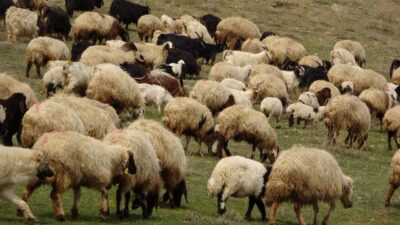 İngiliz yayın kuruluşu BBC, Yunanistan’da hayvanlar arasında yayılan Çiçek salgınını