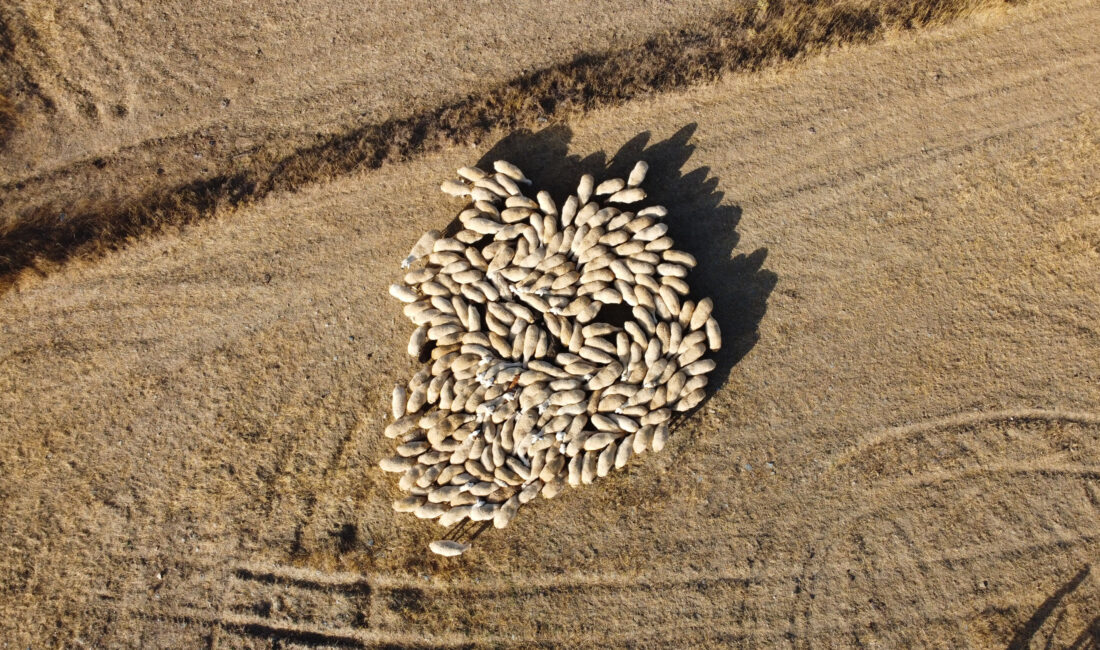 Türkiye Damızlık Koyun Yetiştiricileri Merkezi Birliği Başkanı Turan Saldırıcıer, sürü