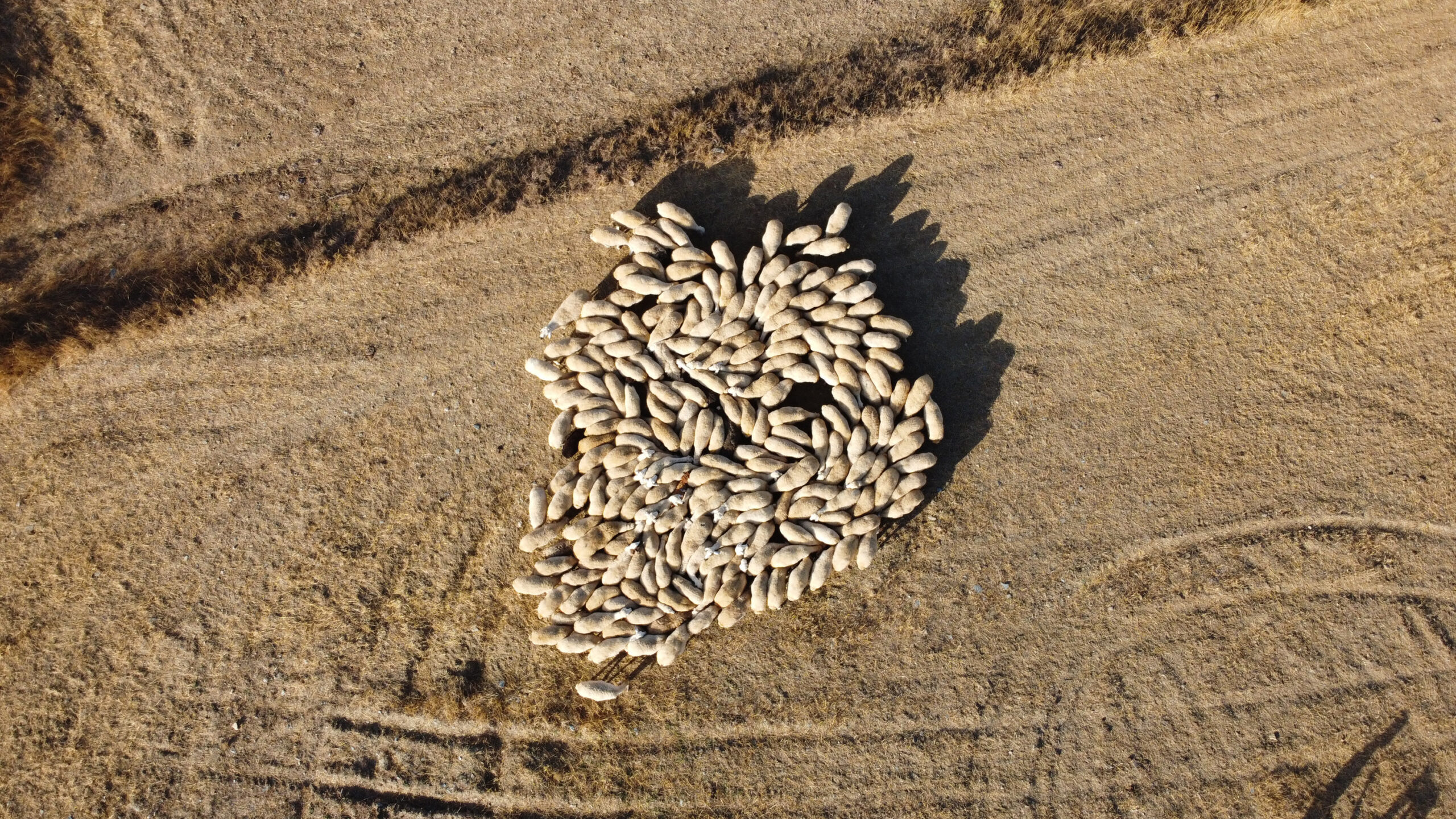 Türkiye Damızlık Koyun Yetiştiricileri Merkezi Birliği Başkanı Turan Saldırıcıer, sürü