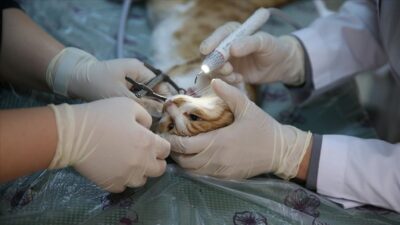 Afyonkarahisar Belediyesi, sahipsiz hayvanların yaşam koşullarını iyileştirmek için tam donanımlı