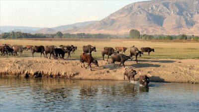 Afyonkarahisar İl Genel Meclisi’nin ocak ayı 3’üncü oturumunda, gündem dışı