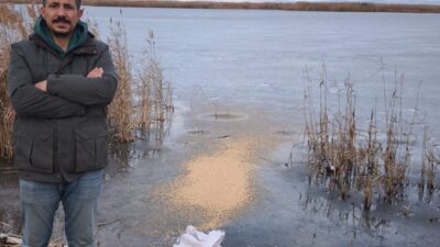 Soğuk havalar nedeniyle tamamen donan Eber Gölü’nde besin bulmakta zorlanan