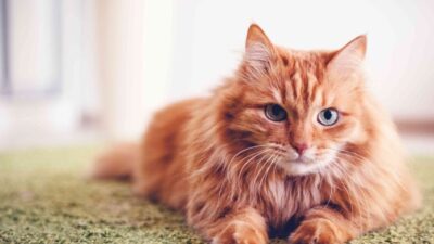 Yunanistan’ın Ege Denizi’ndeki incisi Siros Adası, kedi severler için dünyada