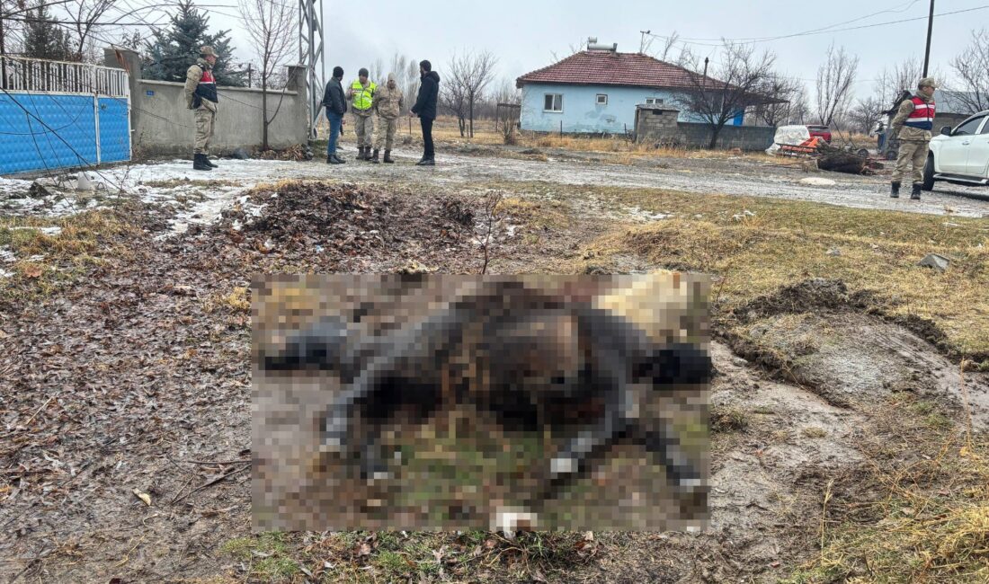 Erzincan merkeze bağlı Güllüce köyünde, hayvancılıkla uğraşan Serhat Elçi’ye ait