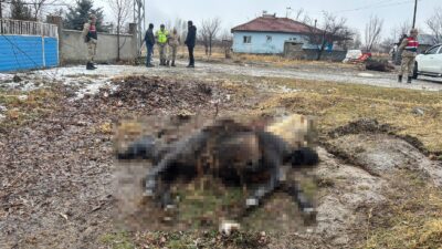 Erzincan merkeze bağlı Güllüce köyünde, hayvancılıkla uğraşan Serhat Elçi’ye ait