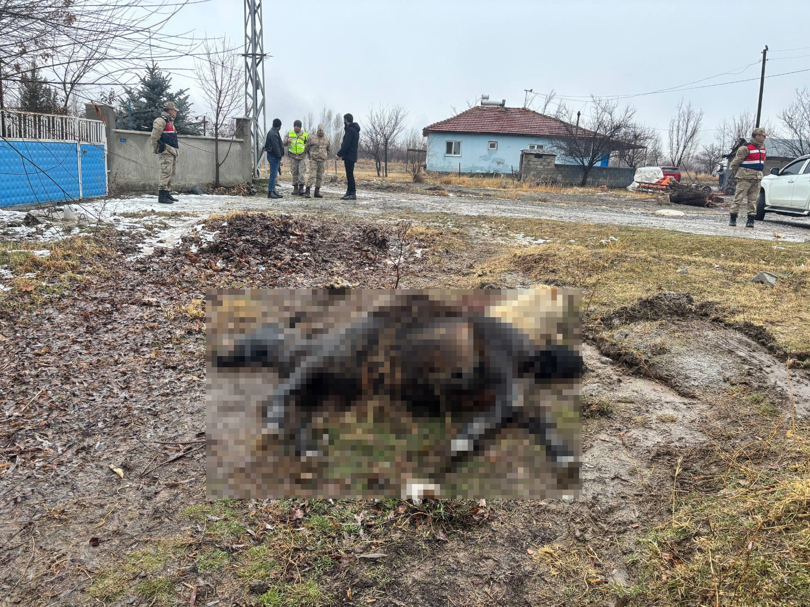 Erzincan merkeze bağlı Güllüce köyünde, hayvancılıkla uğraşan Serhat Elçi’ye ait