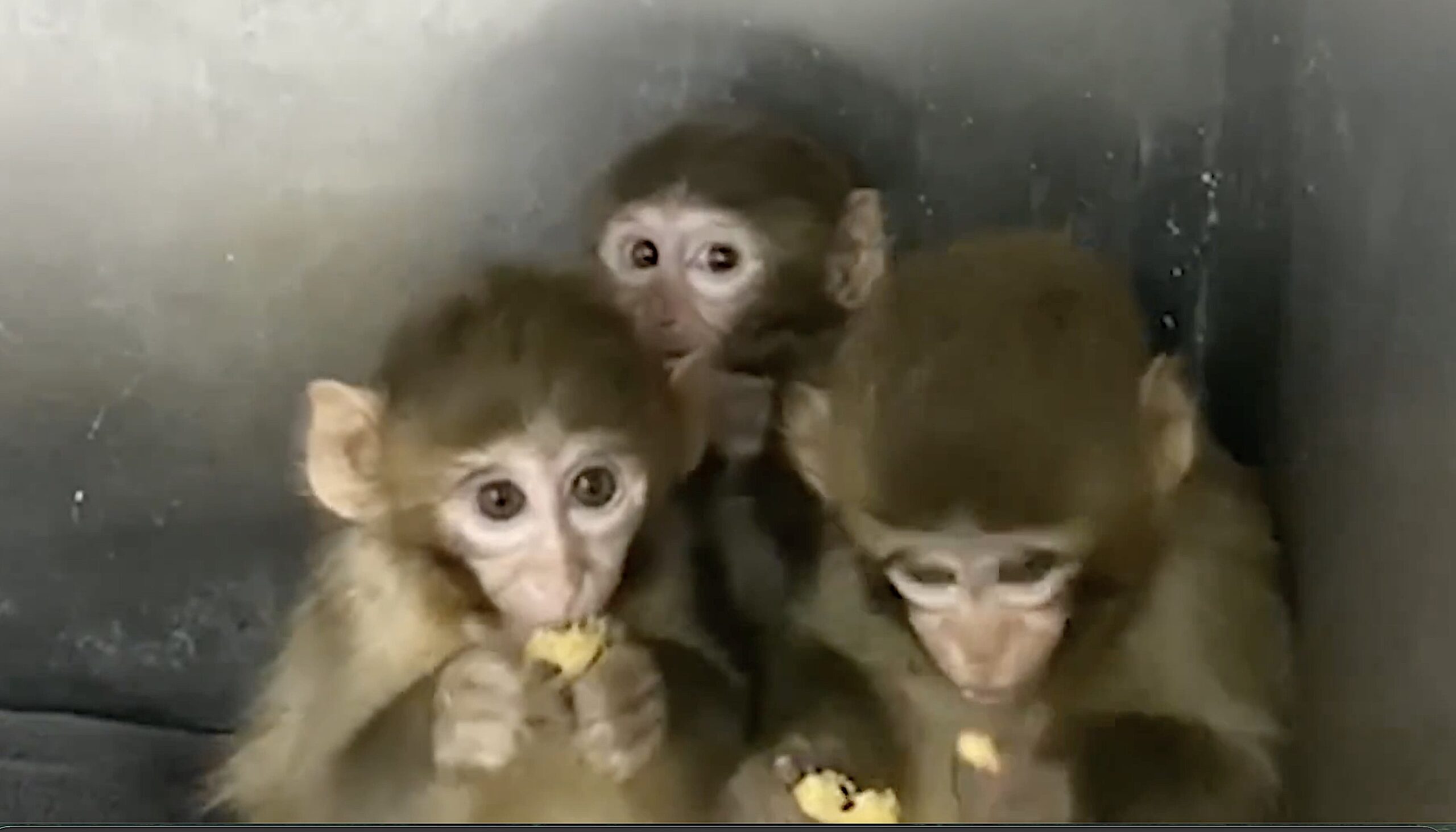 Tarım ve Orman Bakanlığı, Bursa'da yakalanan 3 makak maymununun koruma