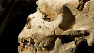 ABD’nin Pennsylvania eyaletinde, filmleri aratmayan dehşet verici bir olay yaşandı.