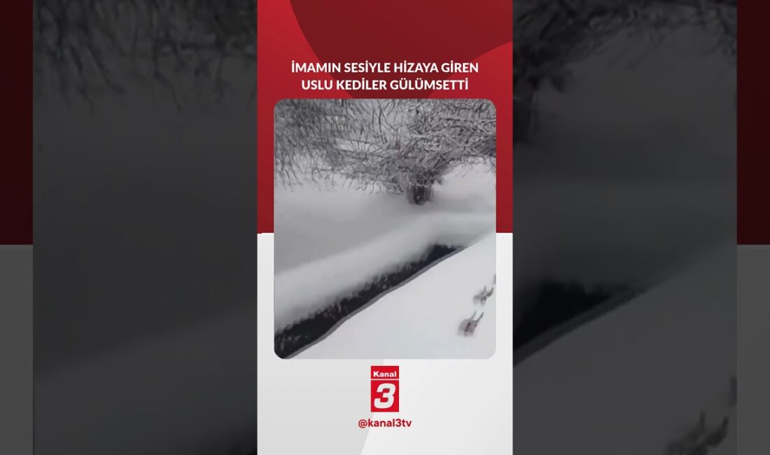 İmamın sesiyle hizaya giren uslu kediler 📶https://kanal3.com.tr/ Sosyal Medya Hesaplarımızı