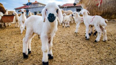 Afyonkarahisar İl Genel Meclisi tarafından 2025 yılında başlatılan “Sürdürülebilir Koyun