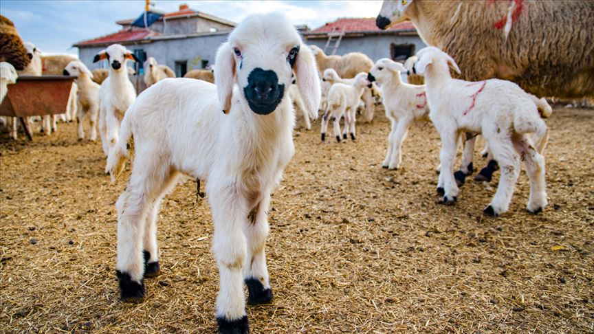 Afyonkarahisar İl Genel Meclisi tarafından 2025 yılında başlatılan “Sürdürülebilir Koyun