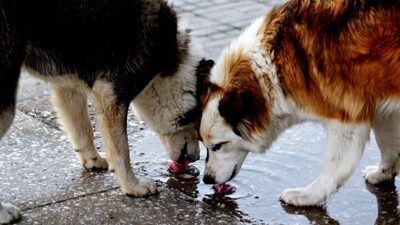 Afyonkarahisar Belediyesi, sahipsiz hayvanların yaşam koşullarını iyileştirmek için tam donanımlı