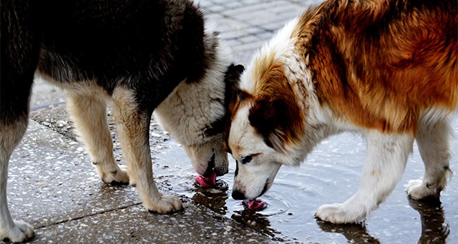 Afyonkarahisar Belediyesi, sahipsiz hayvanların yaşam koşullarını iyileştirmek için tam donanımlı