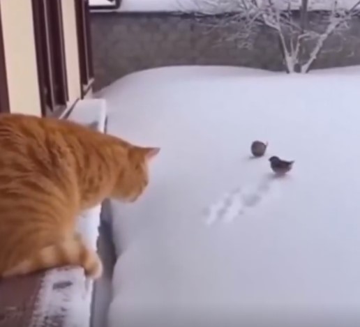   Viral Video Detayları Senenin ilk günü, sosyal medyada paylaşılan