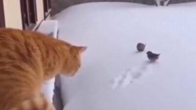 Yılın ilk gününde paylaşılan bir kedi videosu sosyal medyada büyük