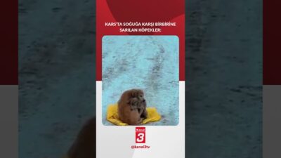Kars’ta soğuktan birbirine sarılan köpekler böyle ısındı! 📶https://kanal3.com.tr/ Sosyal Medya