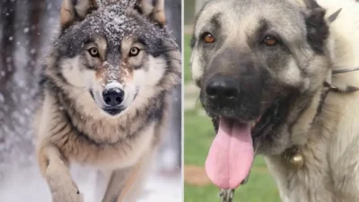 Doğada nadir rastlanan ve genellikle birbirlerine karşı sert tavırlarıyla bilinen