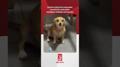 Bu köpek doğum günü kutlamalarının kendisi için yapıldığını zannediyor. 📶https://kanal3.com.tr/