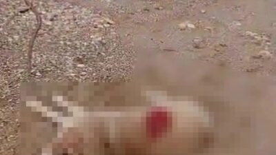 Antalya’nın Manavgat ilçesinde infial yaratan olayda, bir köpeği av tüfeğiyle