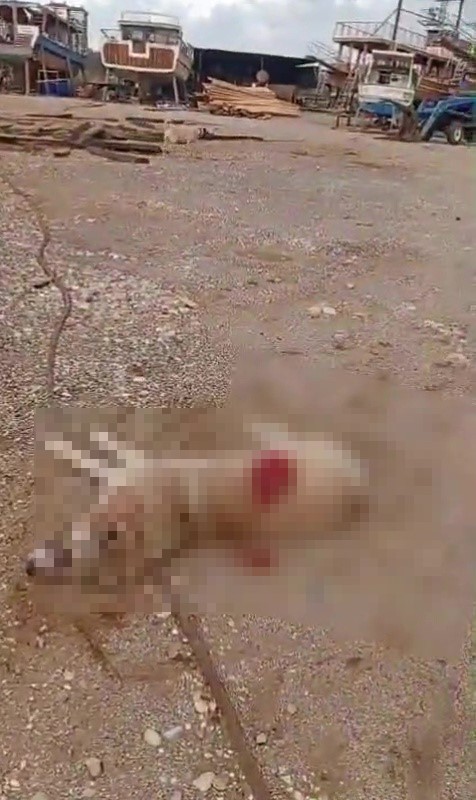 Antalya’nın Manavgat ilçesinde infial yaratan olayda, bir köpeği av tüfeğiyle